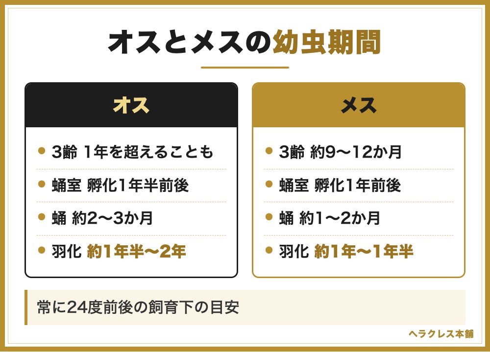 オスとメスの幼虫期間の比較(オスは3齢が1年を超えることもあり、蛹室は孵化1年半前後、蛹は約2〜3か月、羽化まで約1年半〜2年。メスは3齢が約9〜12か月、蛹室は孵化1年前後、蛹は約1〜2か月、羽化まで約1年〜1年半)