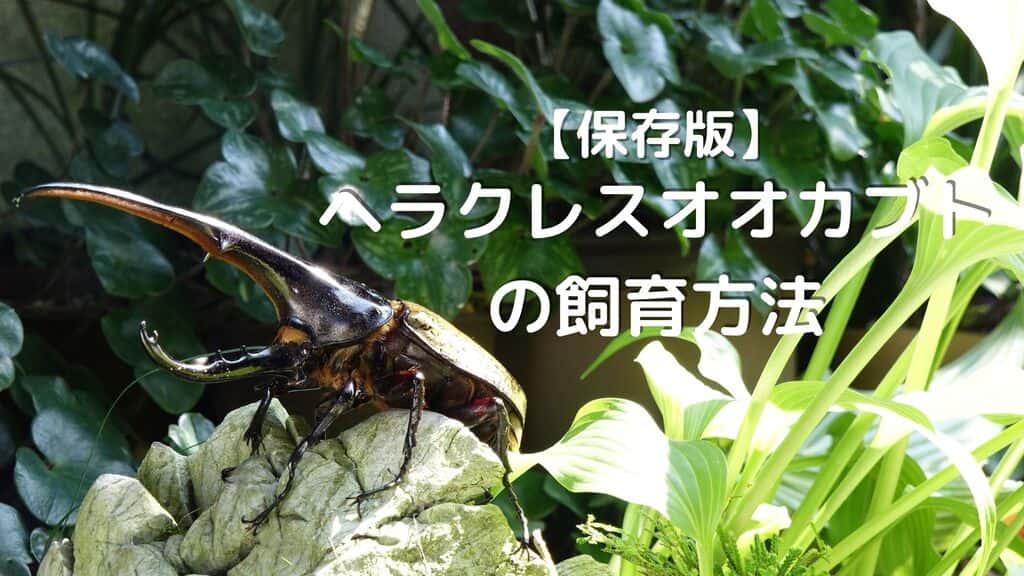 ヘラクレスオオカブトの飼育方法｜初心者でもわかる完全ガイド【成虫から繁殖まで】