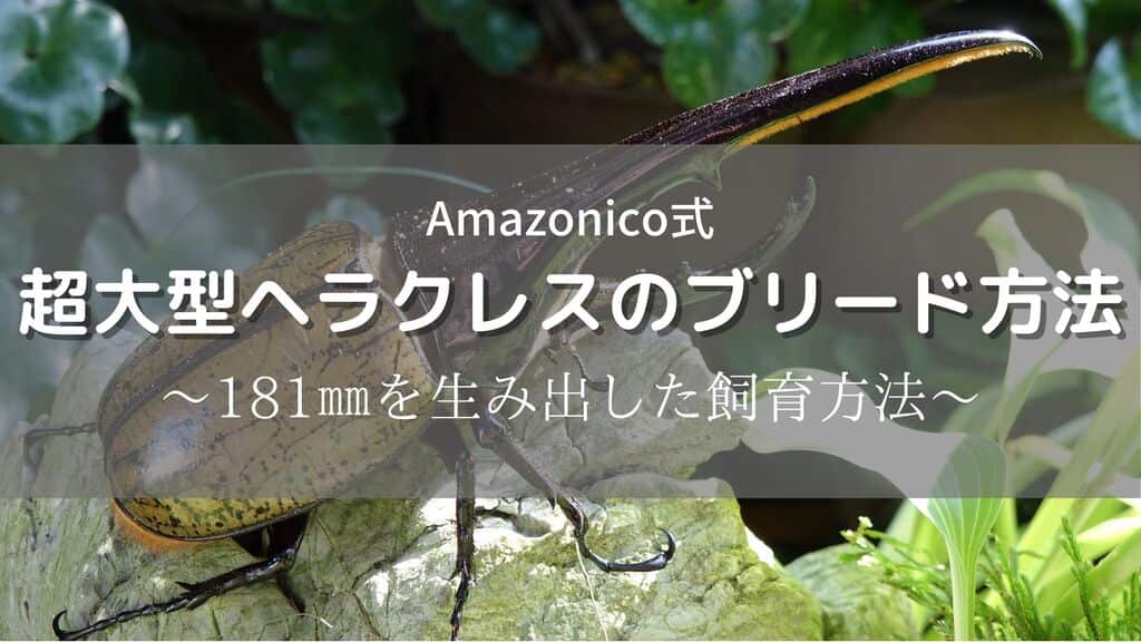 【アマゾニコ式】超大型ヘラクレスのブリード方法～181㎜の実績あり！～