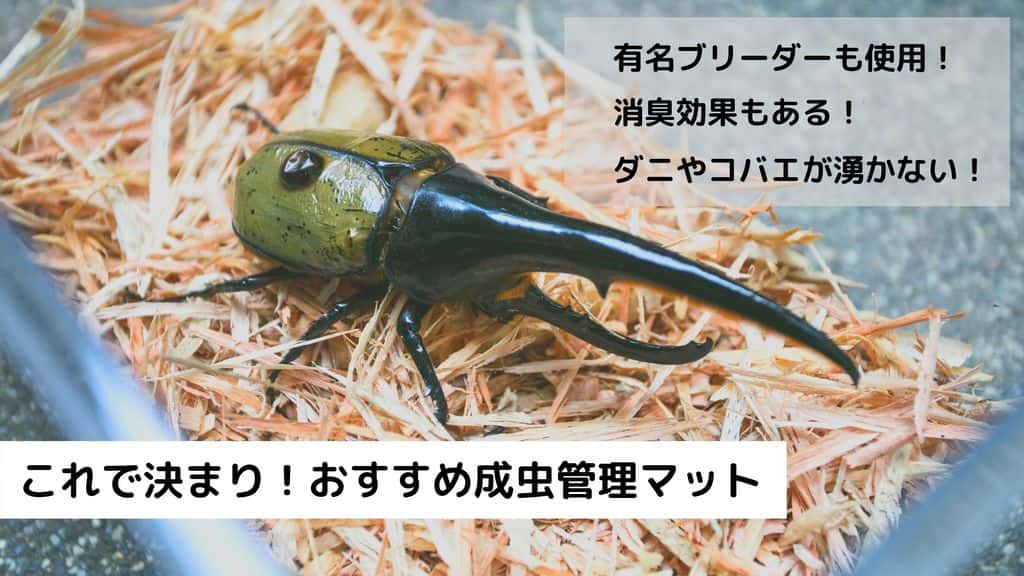 ヘラクレスオオカブトの成虫飼育におすすめのマットをご紹介！