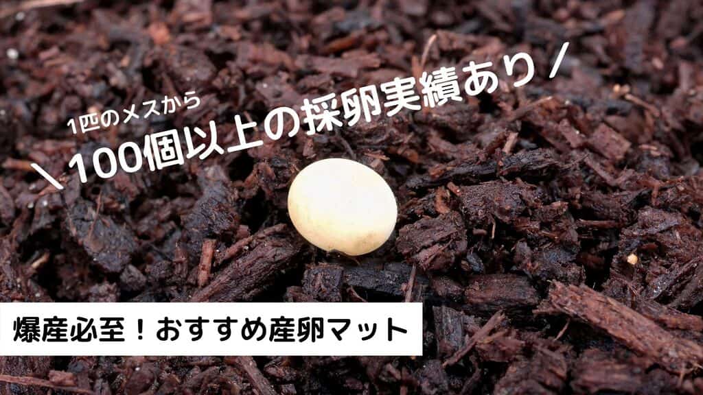 ヘラクレスオオカブトにおすすめの産卵マットをご紹介！
