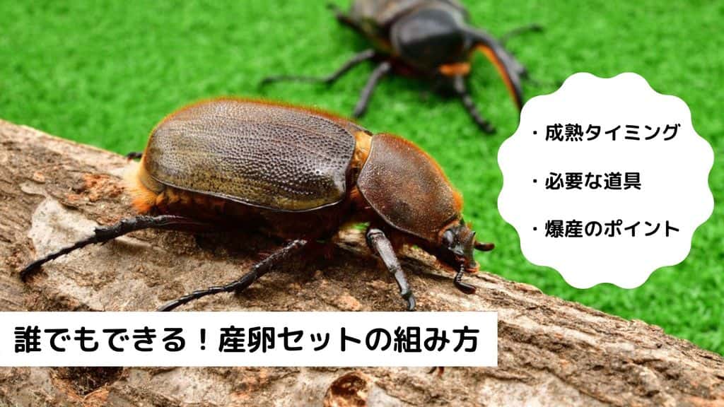 ヘラクレスオオカブトの産卵セットの組み方をご紹介！