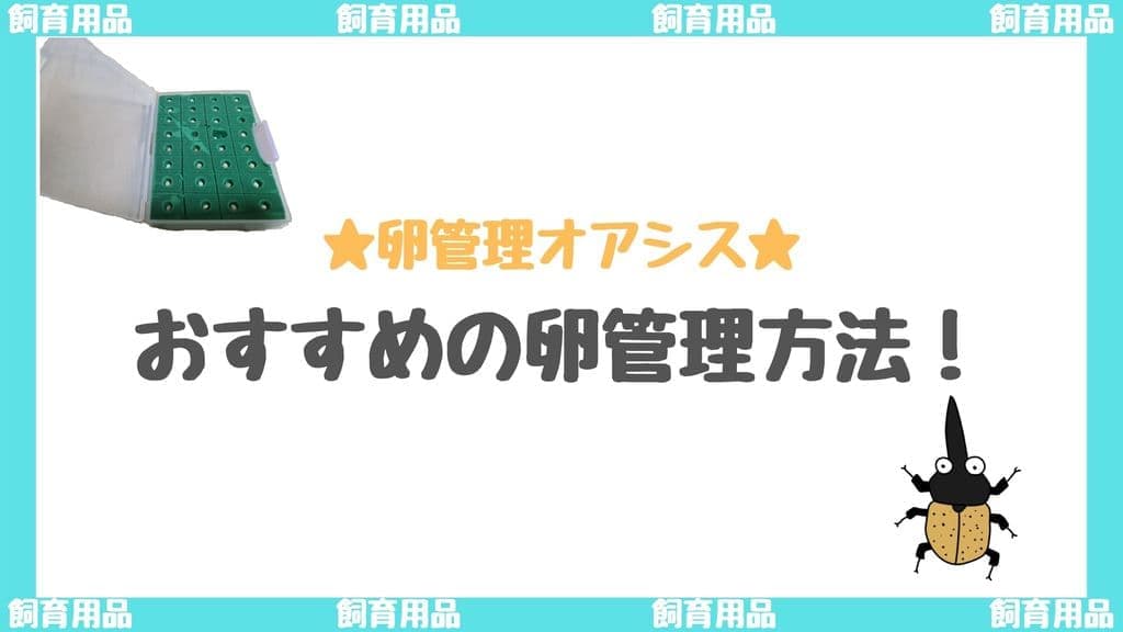 ヘラクレスオオカブトの卵管理はオアシスがおすすめ！