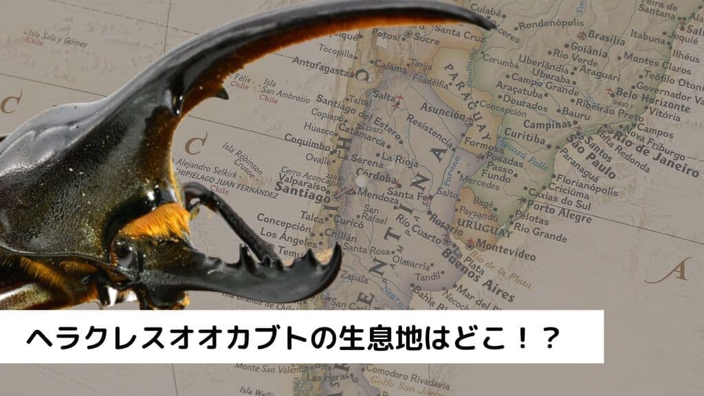 ヘラクレスオオカブトの生息地を紹介！ブルーヘラクレスはどこにいる？