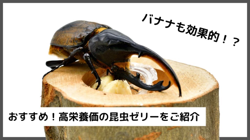 ヘラクレスオオカブトの昆虫ゼリーは何がおすすめ！？選び方からご紹介！