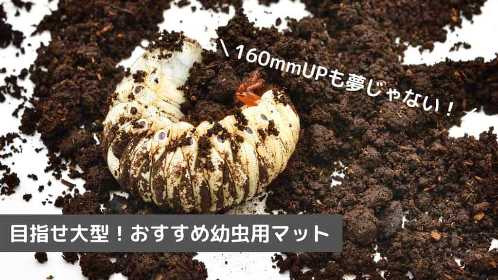 ヘラクレスオオカブトの幼虫飼育用マットのおすすめをランキングでご紹介！