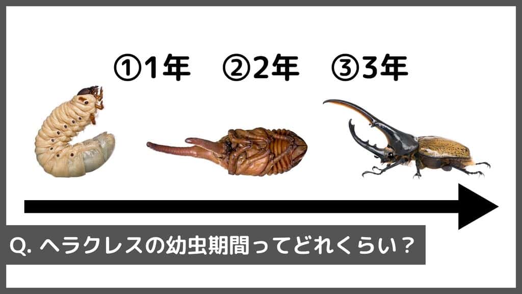 ヘラクレスオオカブトの幼虫期間はどれくらい？
