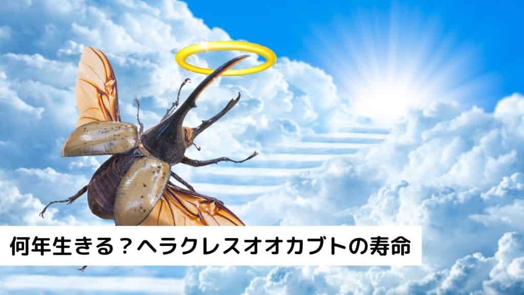ヘラクレスオオカブトの寿命について解説します！