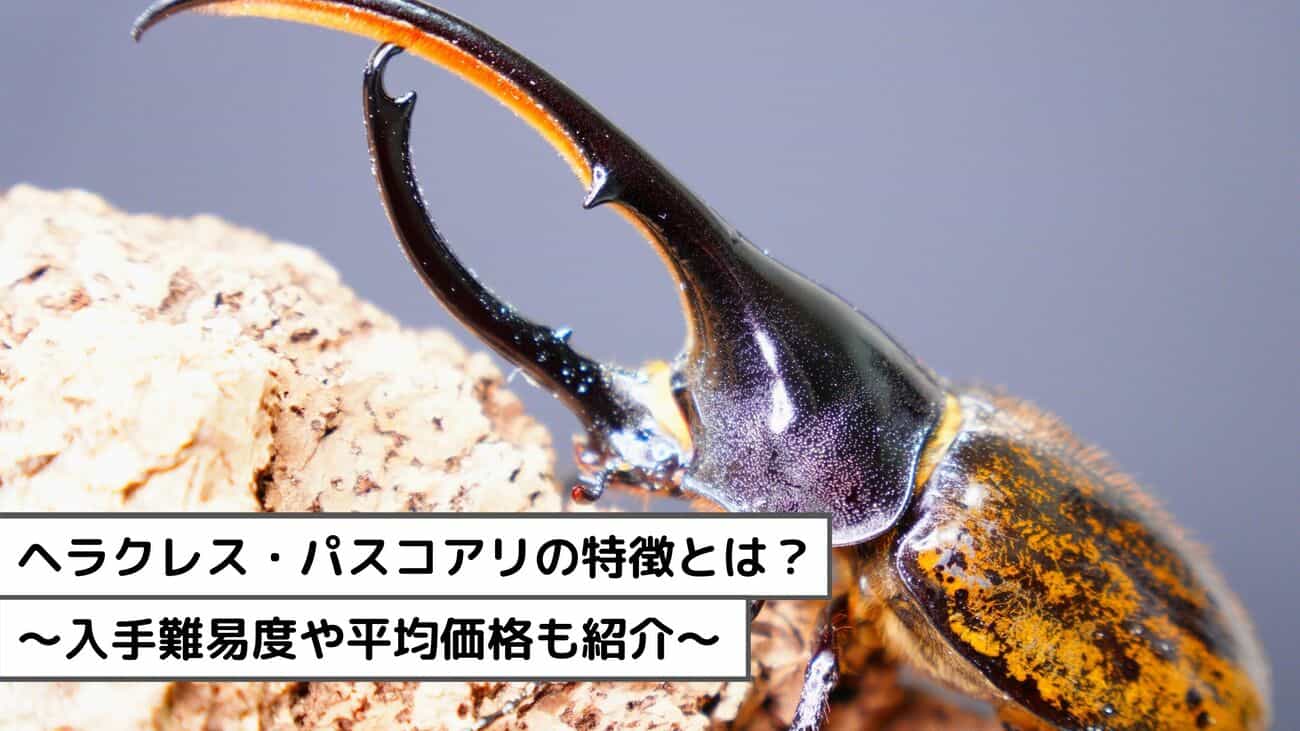 ヘラクレス・パスコアリの特徴は？入手難易度や平均価格も調査してみた！