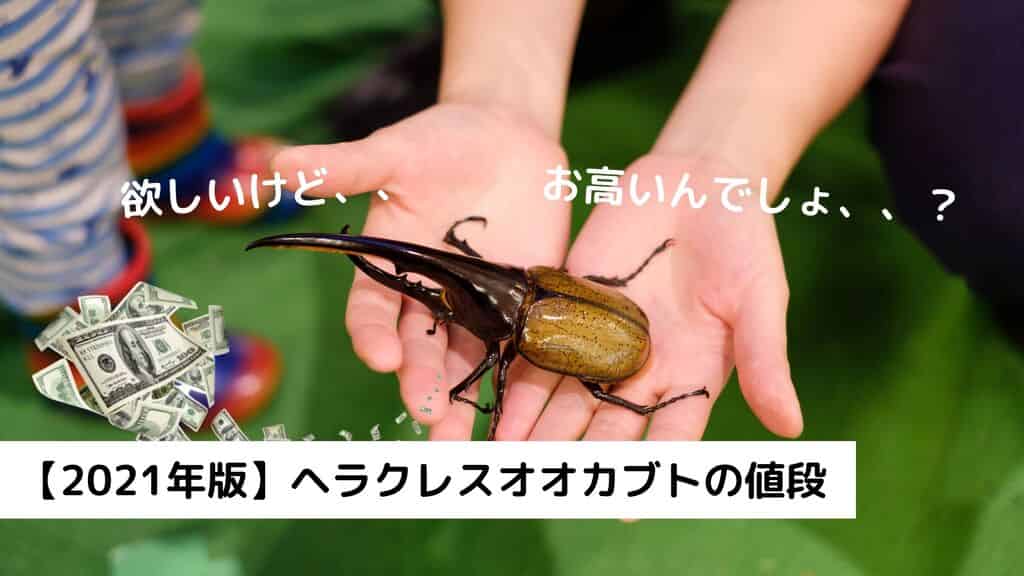 【2024年版】ヘラクレスオオカブトの値段っていくらが相場！？
