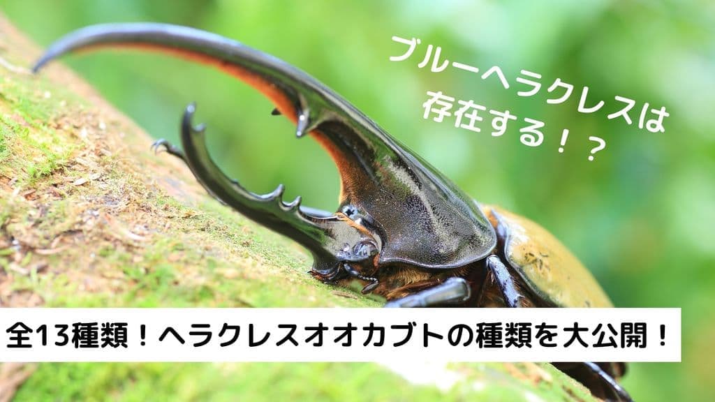 ヘラクレスオオカブトの種類は13種類！それぞれの特徴や希少性の違いとは