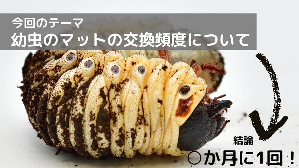 ヘラクレスオオカブトの幼虫のマット交換頻度は？大きく育てるマット交換のやり方をご紹介！