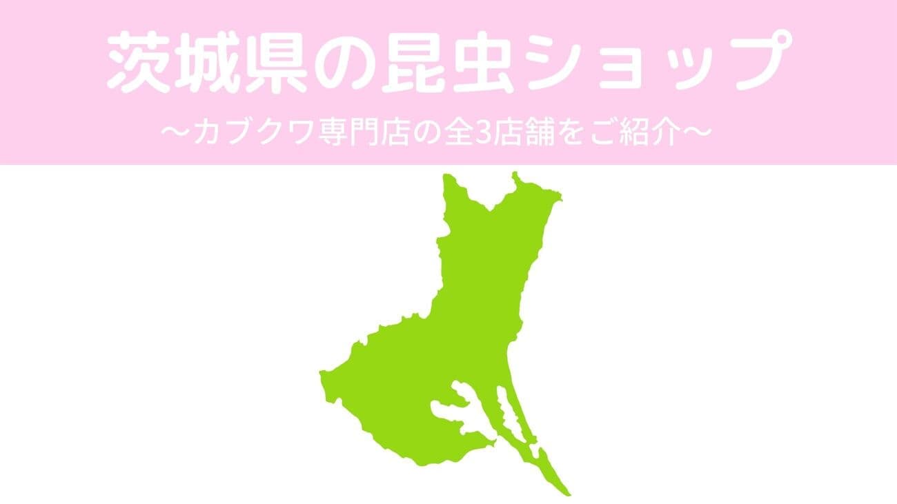 茨城県内の昆虫ショップ3店舗を紹介/カブトムシ・クワガタを扱っているお店