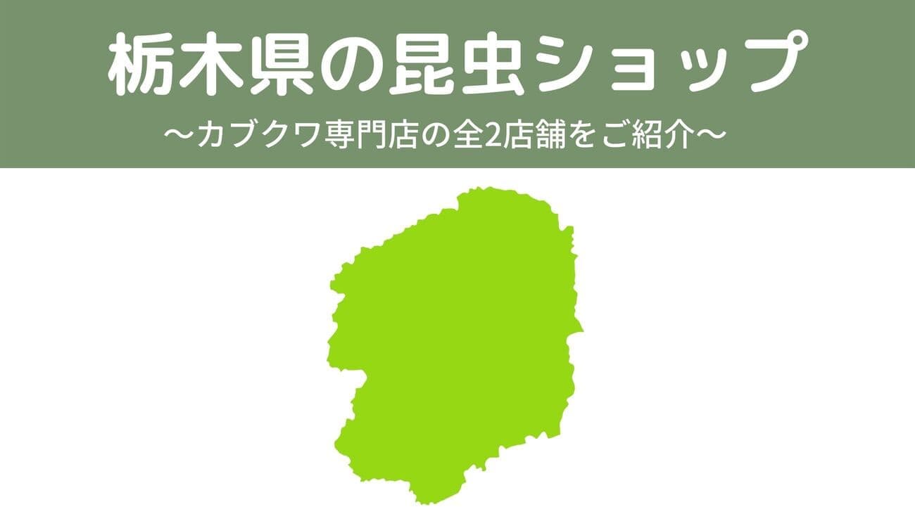 栃木県内の昆虫ショップ2店舗を紹介/カブトムシ・クワガタを扱っているお店