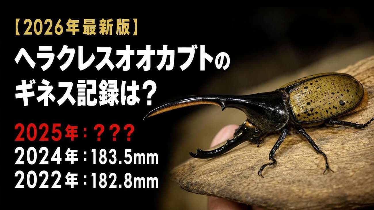 【2026年最新版】ヘラクレスオオカブトのギネス記録は？歴代記録も紹介
