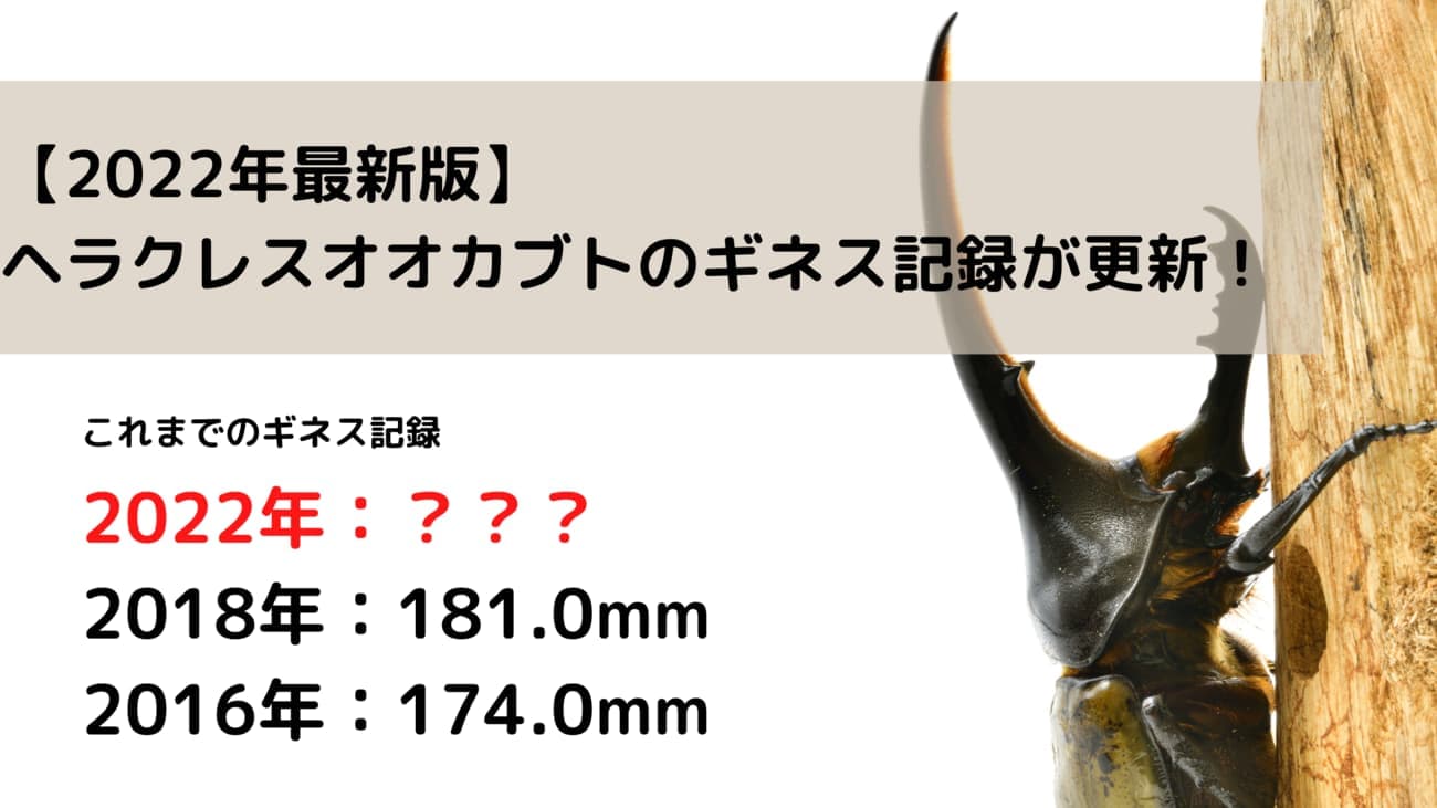 【2024年最新版】ヘラクレスオオカブトのギネス記録が更新！190mmも夢ではない！？