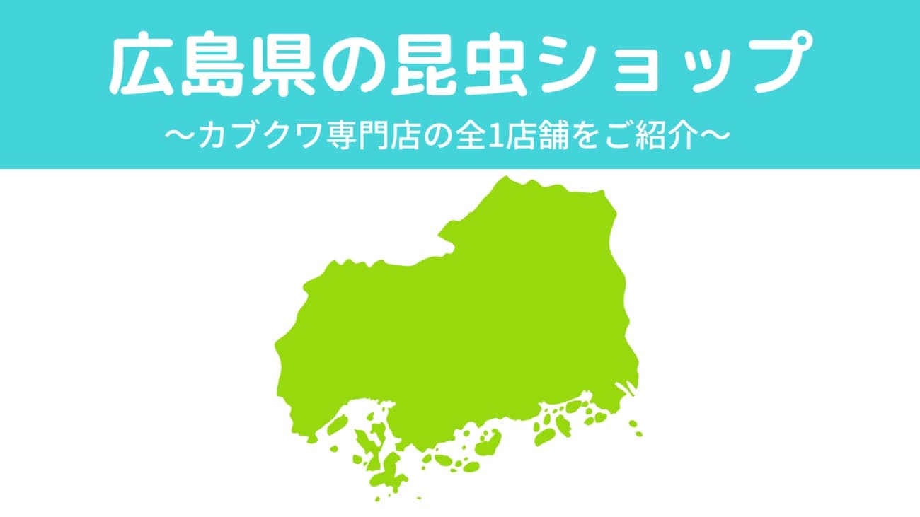 広島県内の昆虫ショップ1店舗を紹介/カブトムシ・クワガタを扱っているお店
