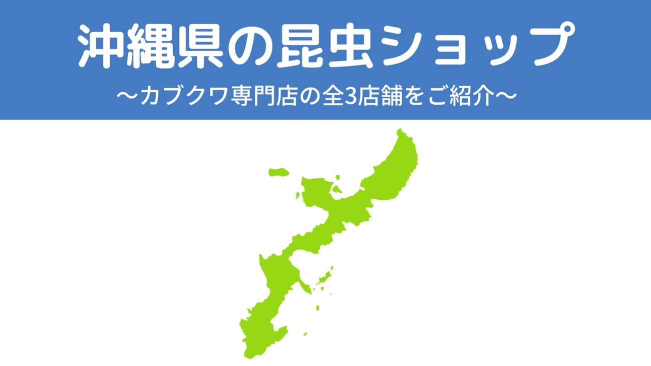 沖縄県内の昆虫ショップ3店舗を紹介/カブトムシ・クワガタを扱っているお店