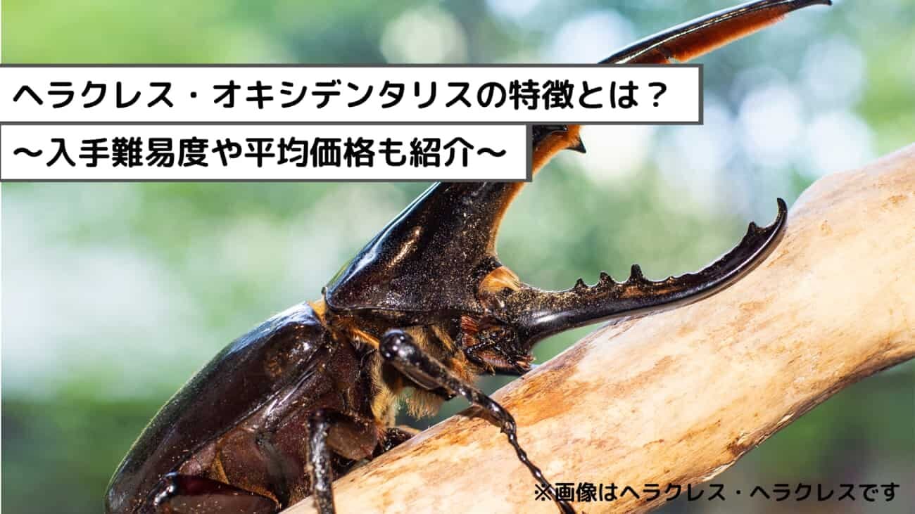 ヘラクレス・オキシデンタリスの特徴は？入手難易度や平均価格も調査してみた！
