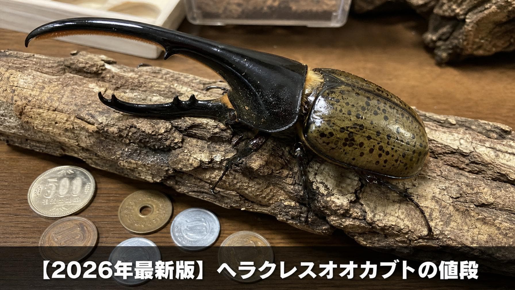 2026年最新版】ヘラクレスオオカブトの値段っていくらが相場