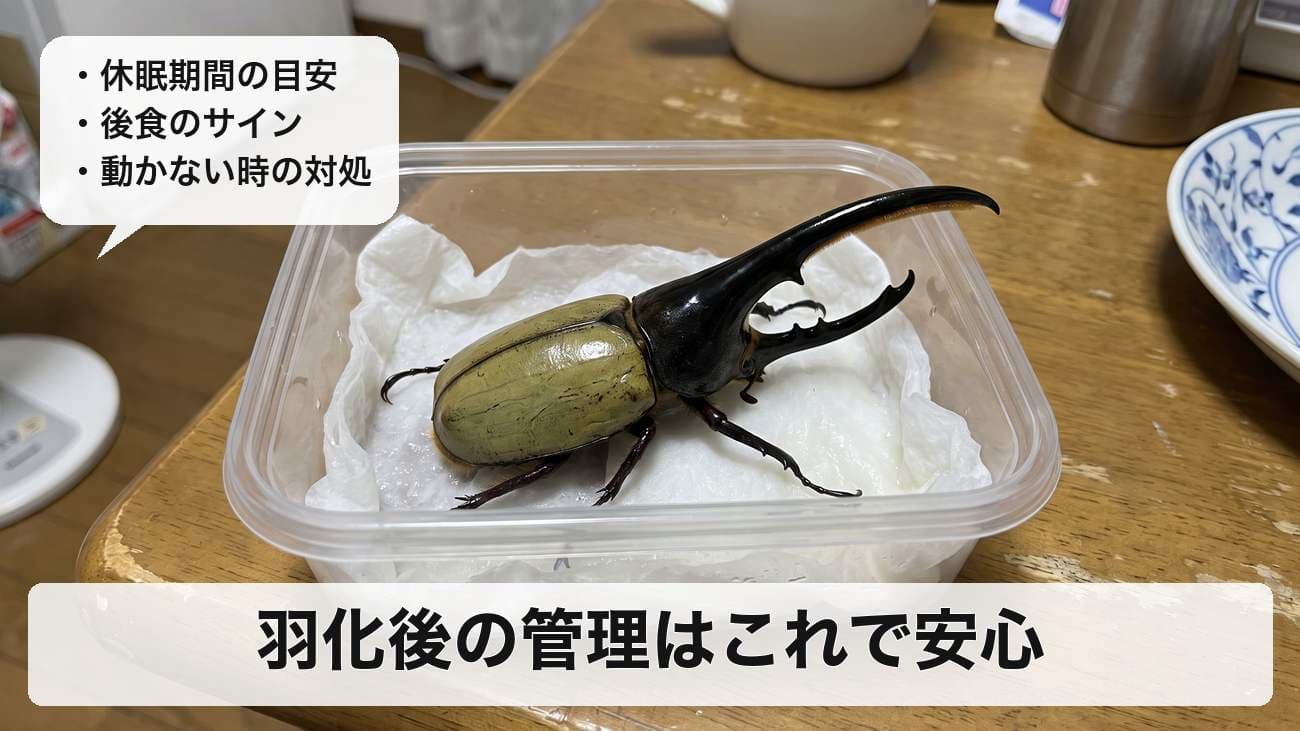 ヘラクレスオオカブトの羽化後の管理方法｜休眠期間・後食の目安・動かない/ひっくり返るときの対処
