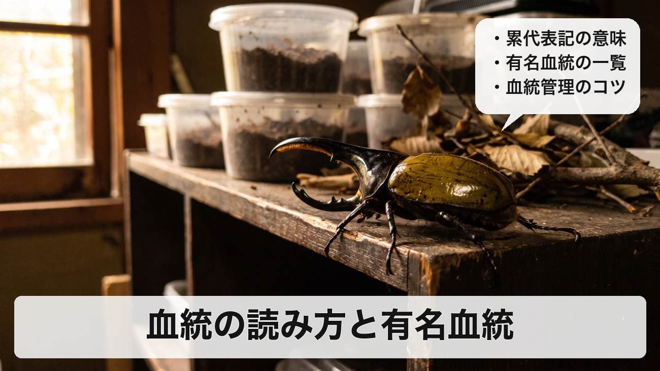 ヘラクレスオオカブトの血統とは？有名血統の一覧と累代表記の読み方・血統管理のやり方を解説