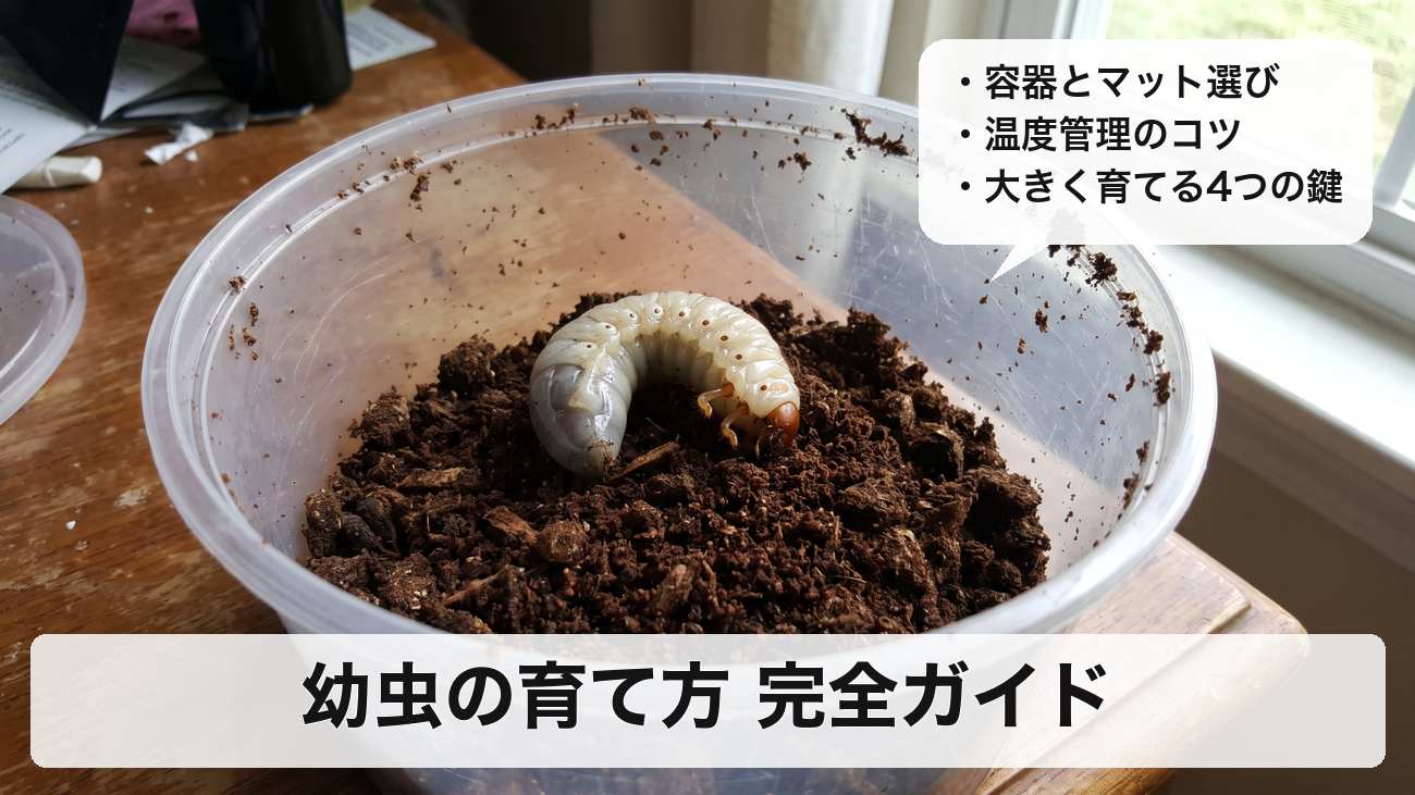 ヘラクレスオオカブトの幼虫の育て方｜容器・マット・温度管理から大きく育てるコツまで解説