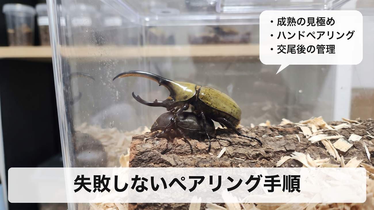 ヘラクレスオオカブトのペアリング（交尾）のやり方｜成熟の見極め・ハンドペアリングの手順・うまくいかない時の対処