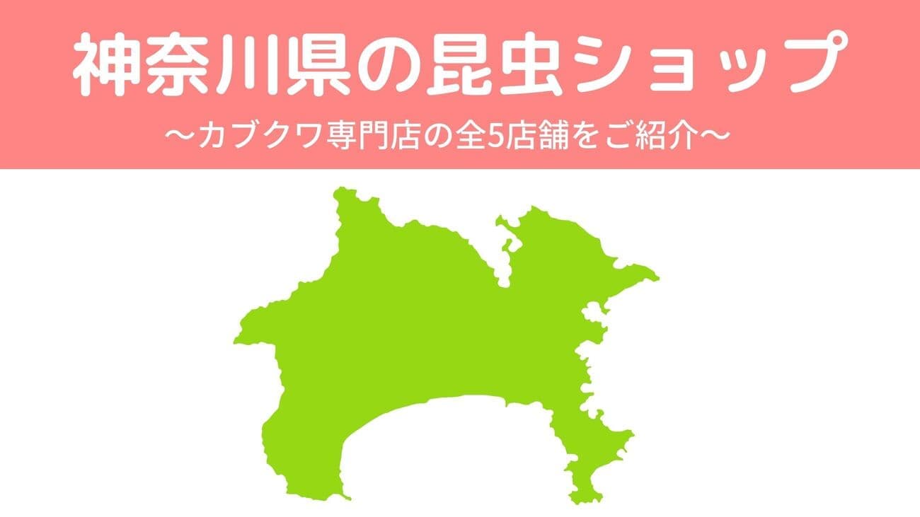 神奈川県内の昆虫ショップ5店舗を紹介/カブトムシ・クワガタを扱っているお店