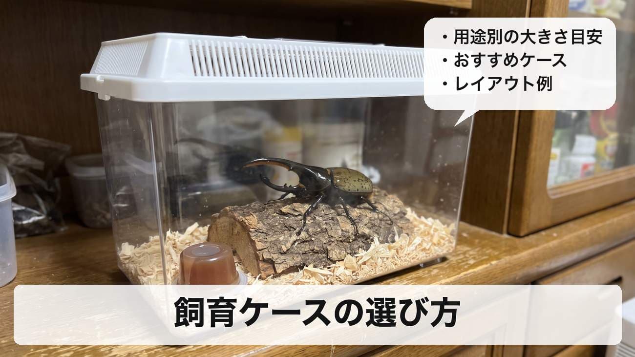 ヘラクレスオオカブトの飼育ケースの選び方|成虫・幼虫・産卵別の大きさの目安とおすすめケース
