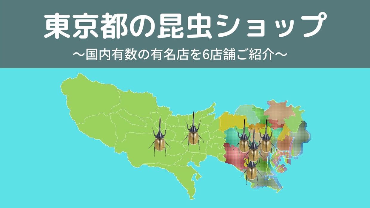 東京都内の昆虫ショップ6店舗を紹介/都内でカブトムシ・クワガタの飼育を始めよう