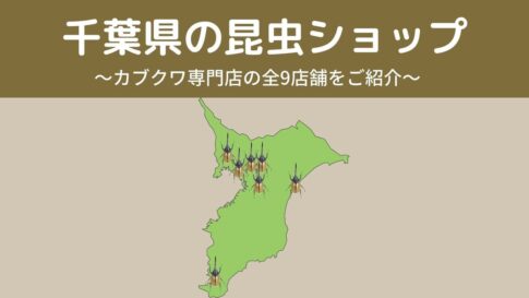 千葉県内の昆虫ショップ9店舗を紹介/カブトムシ・クワガタを扱っているお店