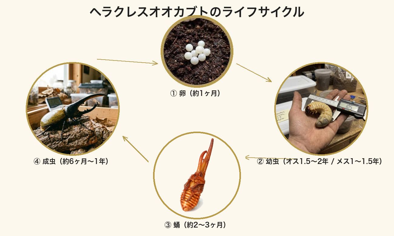 ヘラクレスオオカブトのライフサイクル（卵→幼虫→蛹→成虫の4ステージ）