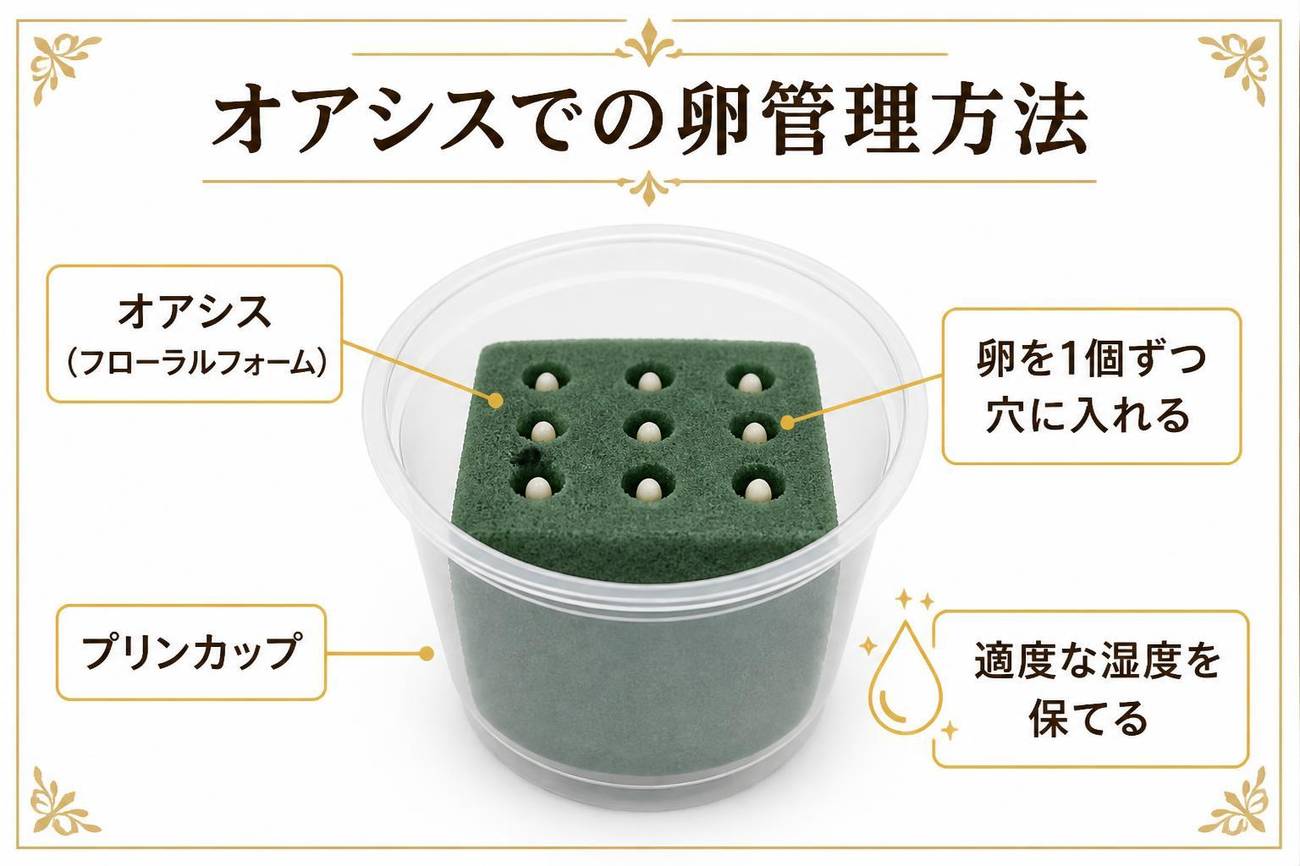 オアシス（フローラルフォーム）に穴を開けて卵を管理する方法