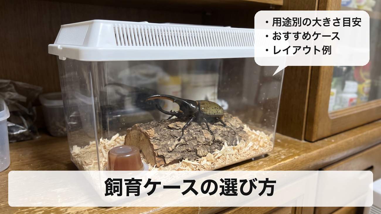 ヘラクレスオオカブトの飼育ケースの選び方｜成虫・幼虫・産卵別の大きさの目安とおすすめケース