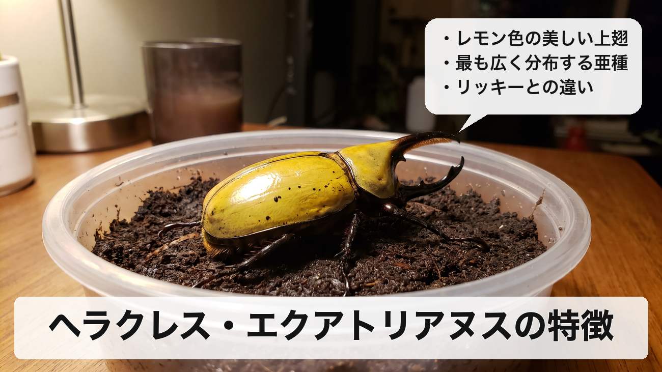 ヘラクレス・エクアトリアヌスの特徴は?生息地・大きさ・値段・リッキーとの違いを解説