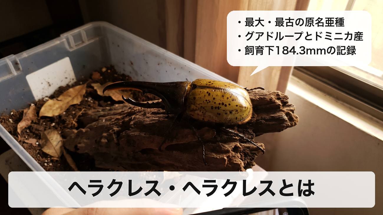 ヘラクレスヘラクレス(原名亜種)とは?特徴・生息地・大きさ・値段を解説