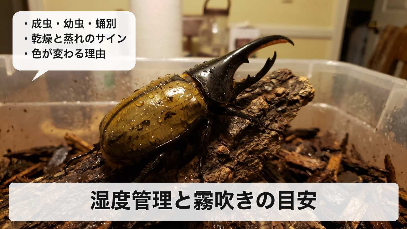 ヘラクレスオオカブトの湿度管理|成虫・幼虫・蛹の目安と霧吹きの頻度、湿度で色が変わる理由