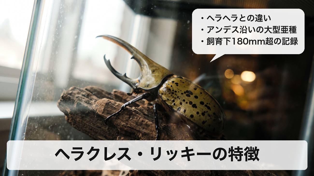 ヘラクレス・リッキーの特徴は?ヘラクレス・ヘラクレスとの違いや生息地・大きさを解説