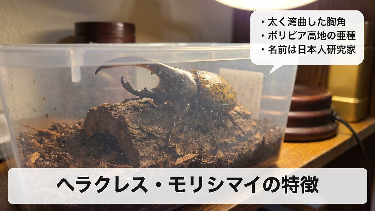 ヘラクレス・モリシマイの特徴は?名前の由来・生息地・大きさ・入手難易度を解説