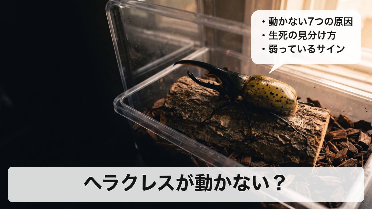 ヘラクレスオオカブトが動かない原因と対処法｜弱っているサイン・死んでいるかの見分け方