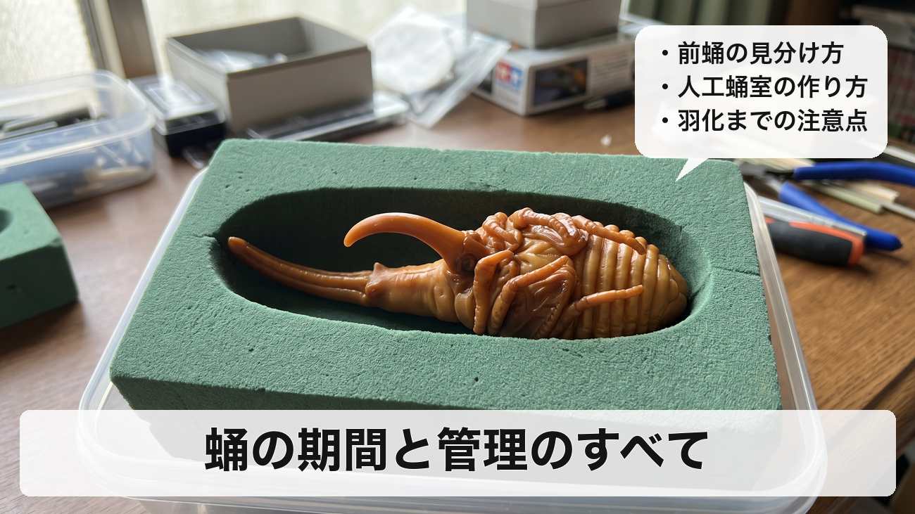 ヘラクレスオオカブトの蛹の期間と管理方法|前蛹の見分け方・人工蛹室の作り方・羽化までの注意点